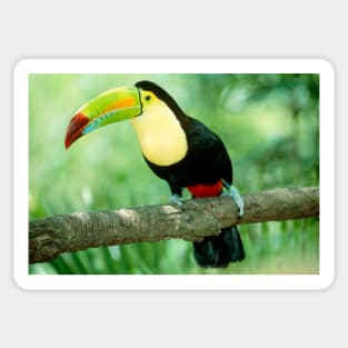 Keel-billed toucan (Ramphastos sulfuratus) in tree (Z888/0001) Sticker